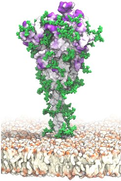 Das SARS-CoV-2-Spike-Protein ist mit einem schlanken Stiel an die virale Membran gebunden. Flecken von intensiver violetter Farbe an der Oberfläche weisen auf potenzielle Angriffsstellen für Antikörper hin, die nicht durch die in grün dargestellten Glykanketten der Zuckermoleküle geschützt sind.