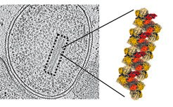 Links: Querschnitt durch ein Anammox-Bakterium im Elektronenmikroskop. Einige NXR-Stränge sind mit einem gestrichelten Rechteck markiert. Rechts: detaillierte Struktur eines NXR-Stranges.