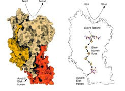 Ein heterotrimeres NXR-Molekül (links). Rechts: Blick in das Innere von NXR. In der aktiven Tasche wird Nitrit zu Nitrat umgewandelt; die dabei entstehenden Elektronen wandern zur anderen Seite des NXR, wo sie von anderen Molekülen abgegriffen werden können.