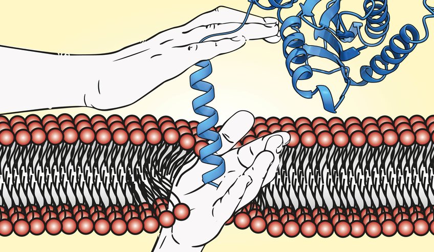 Melanie McDowell – Membrane Protein Biogenesis Melanie McDowell – Membrane Protein Biogenesis