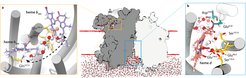 Zugänglichkeit und Verhalten des Cytochroms-bd von M. tuberculosis zu Lösungsmitteln wurde durch MD-Simulationen ermittelt. (a) Die linke Tafel zeigt eine dielektrische Vertiefung, die durch eine Reihe von Wassermolekülen zwischen den b-Typ-Hemen der Oxidase gebildet wird. (b) Die rechte Tafel zeigt den Weg des wassergefüllten Protonenkanals für die Leitung von Substratprotonen zum aktiven Zentrum des Enzyms.