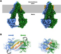 Conformational changes in the yeast mitochondrial ABC transporter Atm1 during the transport cycle. (A) The cryo-EM maps of the inward-open (left) and occluded (right) states of yeast Atm1. The halves of each homodimer are coloured blue and green (bound lipids orange, approximate level of inner mitochondrial membrane grey). (B) The atomic models of both conformations are viewed towards the membrane (turned by 90° with respect to A). Grey arrows describe the rearrangement of the C-terminal helices (orange and coral) as part of NBD association movement (blue and green arrows; left: inward-open; right: occluded).