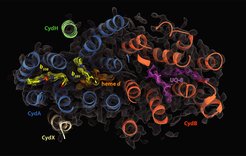 Molecular architecture of cytochrome bd-I from Escherichia coli at 2.7 Å reveled by cryo-EM. Safarian & Hahn et al., Science (2019) - Active site rearrangement and structural divergence in prokaryotic respiratory oxidases.