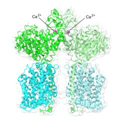 Super-dimeric structure of rBAT- b0,+AT. Calcium ions are shown as magenta spheres. rBAT is green and b0,+AT is cyan.