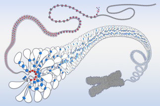 Eugene Kim &ndash; Structure and Dynamics of Chromosomes