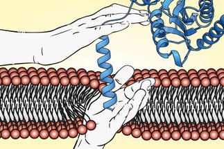 Melanie McDowell &ndash; Membrane Protein Biogenesis