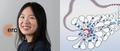 ERC logo and a portrait of Eugenge Kim next to a molecular diagram showing complex structures in red and blue.