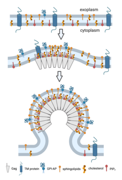 The complicated process of viruses exiting the cell, known as viral budding.
