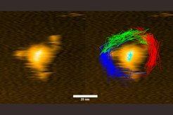 Left: Atomic force microscopy snapshot of the SARS-CoV-2 spike protein (triangular shape, light yellow) on a flat surface (dark orange). The three edges of the triangle correspond to the grippers of the virus which can bind to host cells. Right: Successive positions of the three grippers over time, shown in red, green and blue. The three arms span almost an entire circle around the center of the spike protein (cyan). This flexibility increases the chance that the virus will bind to the host cell.