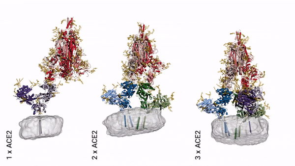 Drei Systeme zur Simulation der Ablösung des SARS-CoV-2-Spike-Proteins (rot) von einem, zwei oder drei menschlichen ACE2-Rezeptoren (violett, blau, grün). Die ACE2-Rezeptoren wurden in eine Membran eingesetzt, die die Wirtszelle nachahmt (transparente Scheibe), und es wurde am Spike-Protein gezogen, um die Kraft zu messen, die für seine Ablösung erforderlich ist. In einem entsprechenden Experiment im Labor wurde ebenso die Bindung an lebenden Zellen untersucht, um herauszufinden, wieso das Virus trotz Luft- oder Schleimfluss gebunden bleibt.