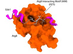 Figure 1: Crystal structure of the LIR (AIM) region of the intrinsic autophagy receptor Ede1 (1,220–1,247aa) bound to Atg8. PDB: 6WY6