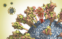 Surface of the CoV-2 virus. A molecule of the spike protein is shown translucently to emphasize its complex spatial structure.