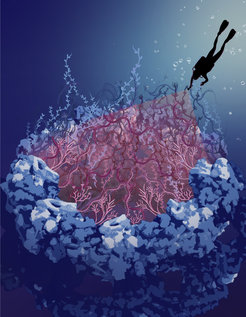 The image shows an artistic impression of the rocky scaffold structure of the nuclear pore complex filled with intrinsically disordered proteins in the central channel depicted as seaweeds. In this work, we “dived” into the dark hole of the nuclear pore complex to shine light on the disordered proteins.