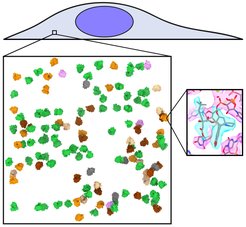 Die von den Forschenden untersuchten Ribosomen und Arzneistoffmoleküle sind winzig klein im Vergleich zu der ganzen Zelle (grau) und ihrem Zellkern (blau). Selbst eine Zelle ist nur mehrere Mikrometer groß und mit bloßem Auge nicht sichtbar. Die Ribosomen (Zoom-in im großen schwarz umrandeten Kasten), die den genetischen Code in Proteine übersetzen, sind sogar nur mehrere Nanometer groß und verändern ihre Struktur während der „Dechiffrierung“ dynamisch (verschiedene Strukturen in verschiedenen Farben). Visualisieren können die Forschenden die Strukturen daher nur mit hochauflösender Mikroskopie und ausgeklügelter Bildverarbeitung. Dadurch können sie sogar zeigen, wie ein Krebsmedikament (cyan im kleinen schwarz umrandeten Kasten) an die Ribosomen (rosa) bindet und diese so in eine Art Winterschlaf versetzt.