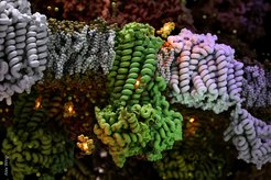 CydDC (green) sits in the inner membrane of bacteria and transports heme (yellow) loaded with iron ions (shiny yellow) from the cytoplasm through the membrane so that they can be incorporated in the assembling cytochrome bd oxidase (purple) to activate cellular respiration, which helps bacteria generate energy and survive in the human host.