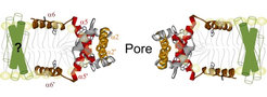 Clamp model for the structure of Bax dimers in the apoptotic pore (Bleicken et al., Mol Cell,2014).
