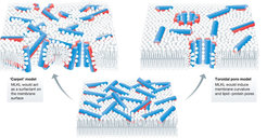 Potential model for membrane pores induced by MLKL (from Flores-Romero et al., EMBO J, 2020):