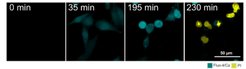Single cell analysis of ferroptosis progression (Pedrera et al., CDD, 2020).