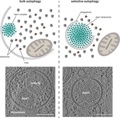 Die Abbildung zeigt die Massenautophagie (Bulk-Autophagy) links und die selektive Autophagie rechts. Bei der Massenautophagie werden Zellkomponenten von Autophagosomen verschlungen, um ihre Bestandteile zu recyceln. Bei der selektiven Autophagie werden ganz bestimmte Zellbestandteile (wie hier der Ape1-Komplex) gezieltabgebaut, wodurch wichtige zelluläre Prozesse reguliert werden. Unten sind Kryo-Elektronenmikroskopieaufnahmen der Autophagosomen während beider Autophagie-Prozesse zu sehen. Sie sind nur mehrere 100 nm groß (Maßstableiste 200 nm). Die Abblidung stammt aus einem Artikel von Javier Lizarrondo und Florian Wilfling (Lizarrondo, Wilfling, Selective Autophagy of Macromolecular Complexes: What Does It Take to be Taken?, Journal of Molecular Biology 2024).