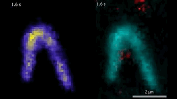 DNA und Proteine wurden mit Fluoreszenzfarbstoffen markiert, um sie unter dem Mikroskop zu beobachten. Die Videos zeigen in Echtzeit, wie das Protein Smc5/6 DNA-Schlaufen bildet. Im rechten Video ist zu sehen, dass das Smc5/6-Protein (rot) an die DNA (türkis) bindet und dann beginnt, eine Schlaufe zu formen.