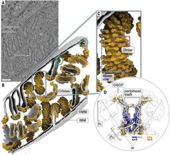 Using cryo-tomography, Lea Dietrich et al. studied ATP synthase (yellow) directly in Polytomella mitochondria. Their 3D mitochondrial volume shows ATP synthase at work within its native environment. Source: Lea Dietrich et al., In situ structure and rotary states of mitochondrial ATP synthase in whole Polytomella cells. Science 385,1086-1090(2024).