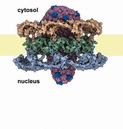 The HIV-1 capsid cracks the rings of the nuclear pore complex as it traverses the channel from the cytosol to the nucleus. Source: Jan Philipp Kreysing.