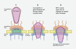 Modell für den Eintritt des HIV-1-Kapsids in den Kern in die drei Ringe des Kernporenkomplexes, während es sich 1) dem Kern nähert, 2) ihn durchquert und 3) den Kern erreicht.