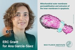 Announcement of the ERC Grant for Ana García-Sáez; focus on mitochondrial outer membrane permeabilisation and extrusion of the inner membrane in apoptosis.